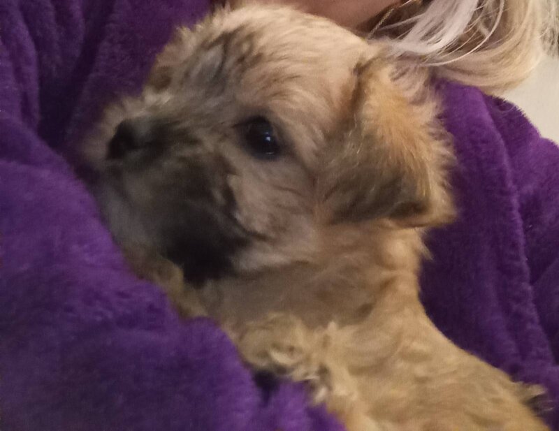 Vand catelusa toy, blanda.