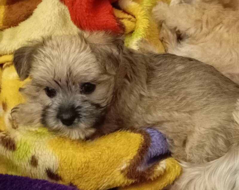 Vand catelusa toy, blanda.