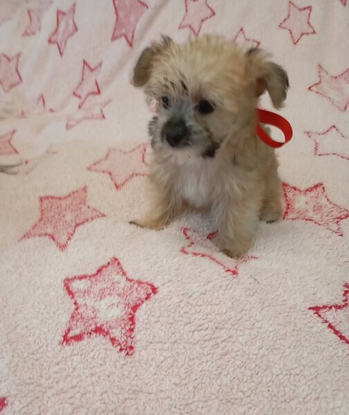 Vand catelusa toy, blanda.