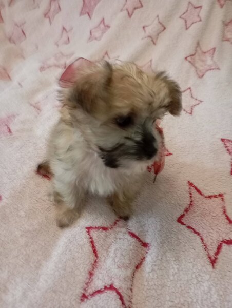 Vand catelusa toy, blanda.