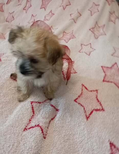 Vand catelusa toy, blanda.