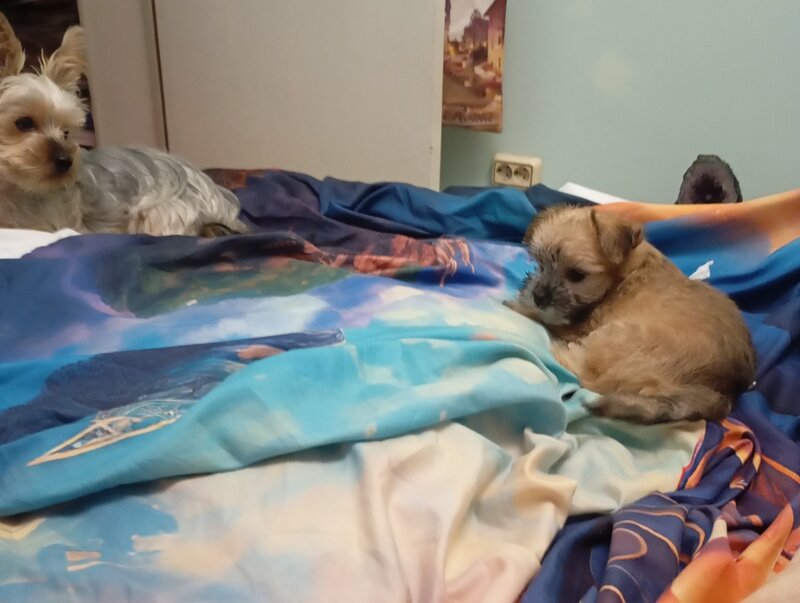 Vand catelusa toy, blanda.