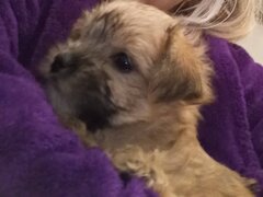 Vand catelusa toy, blanda